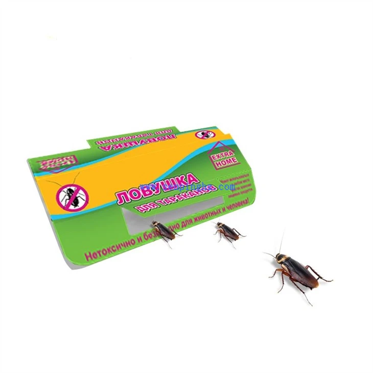 Roach Killer house